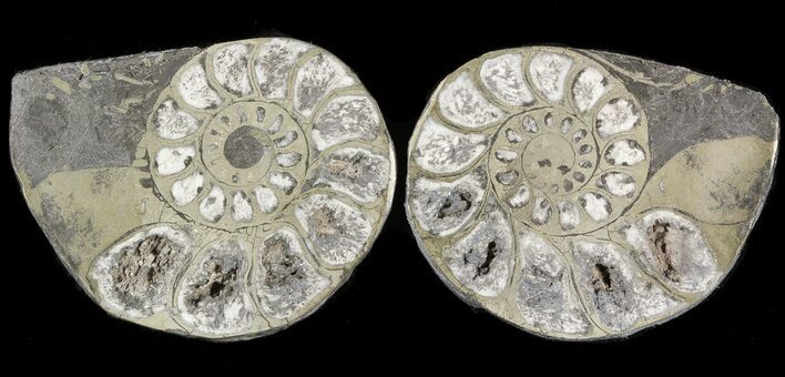 Pyritized Ammonite Fossil Pair #48071